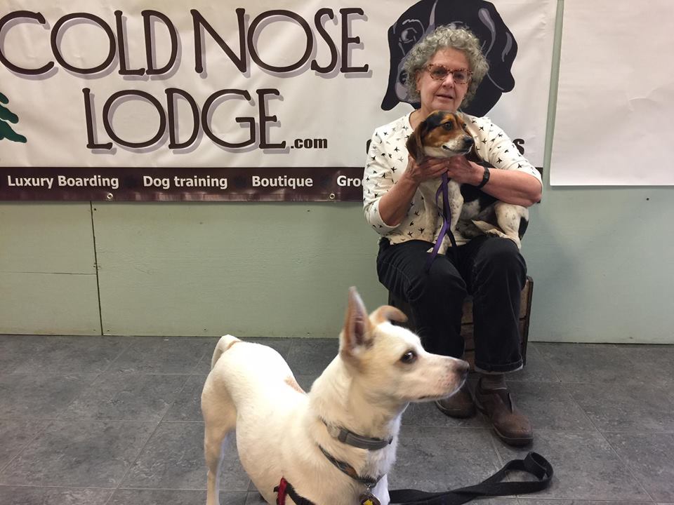 Foster dog at Cold Nose Lodge getting adopted