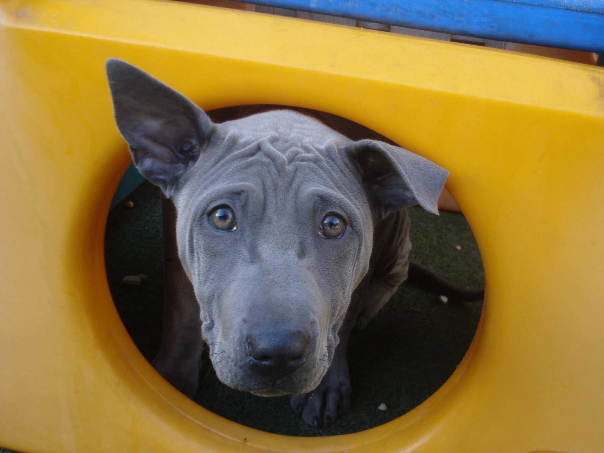 When Should I Start Training My Puppy? Cold Nose Lodge