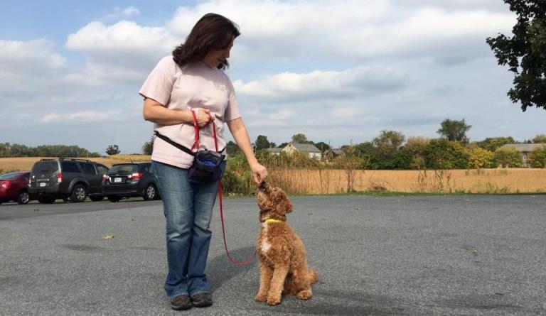 Dog Training at Cold Nose Lodge