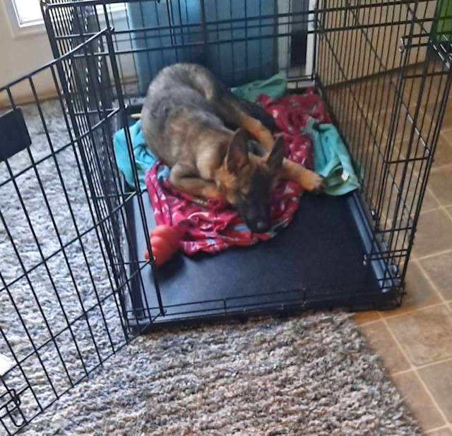 Potty Training in the Cold! Cold Nose Lodge