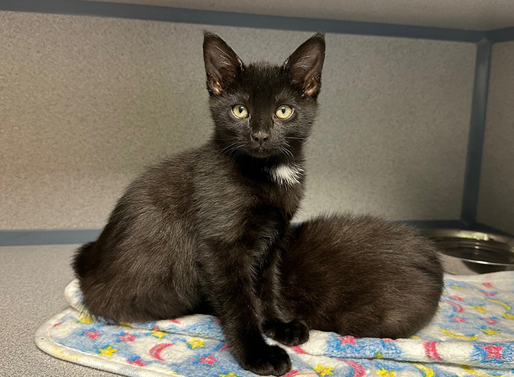 Two kittens