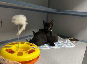 Two black kittens snuggled in a cat condo