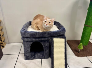 Cat resting on a climber during cat play time while boarding.
