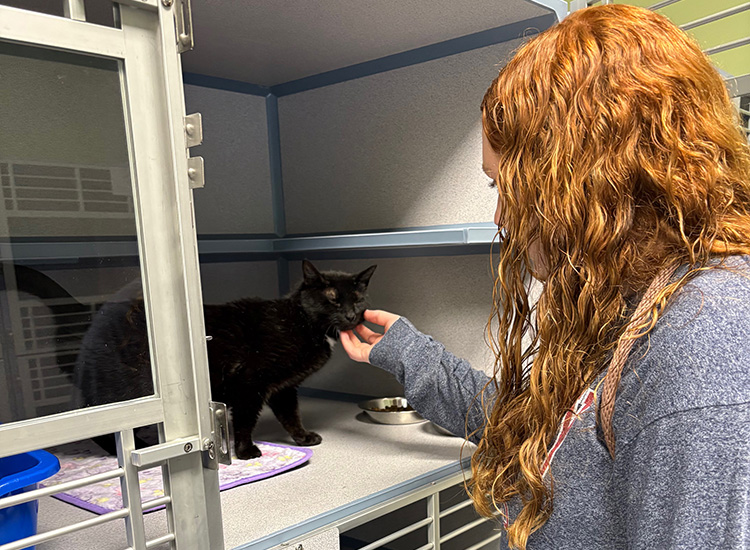 Staff petting a cat in a boarding condo.