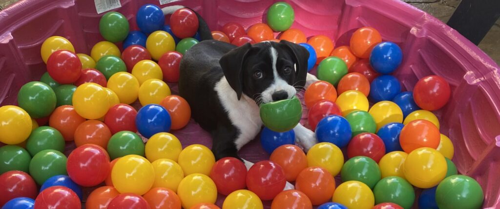 Puppy plays in ball pit