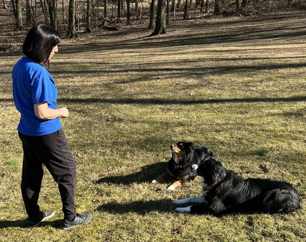 Dog trainer with two dogs