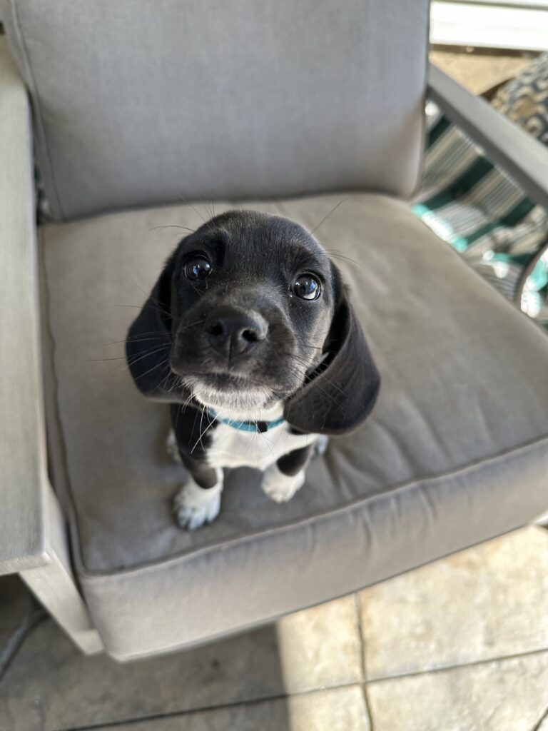 Beagle puppy on a chair