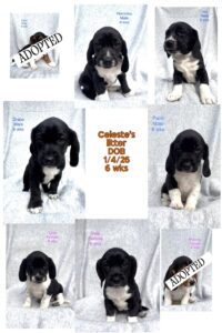 Nine beagle puppies