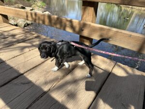 Opal puppy walking on leash