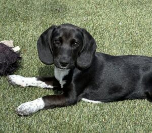 Opal, black and white beagle puppy