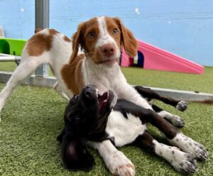Two puppies playing